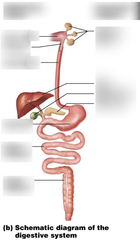 Schematic Diagram of the Digestive System Diagram | Quizlet