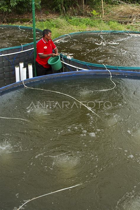 TARGET PRODUKSI PERIKANAN BUDIDAYA ANTARA Foto