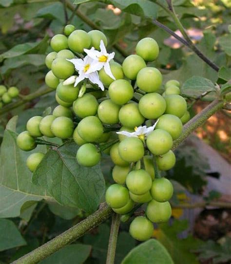 thai pea eggplant plant  pea eggplant tree  thai egg