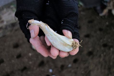 らっきょうの栽培方法・育て方【植えっぱなしで収穫したら！？ 】 家庭菜園あぐりみち