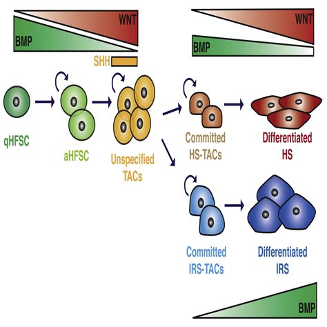 BMP Signaling And Its PSMAD1 5 Target Genes Differentially Regulate