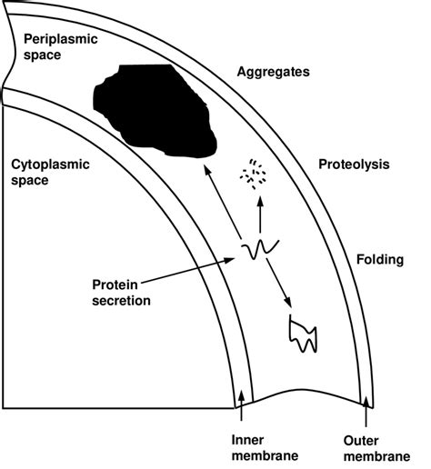 5 Possible destinies of proteins after secretion into the periplasm ...