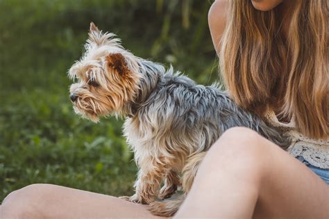 Yorkshire Terrier Perro De Foto Gratis En Pixabay Pixabay