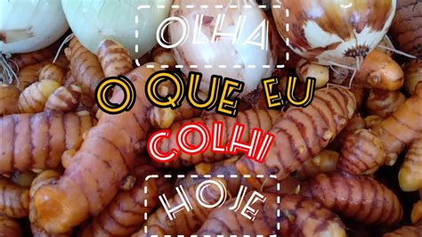 O Que Eu Colhi Hoje Na Horta Em Vasos YouTube