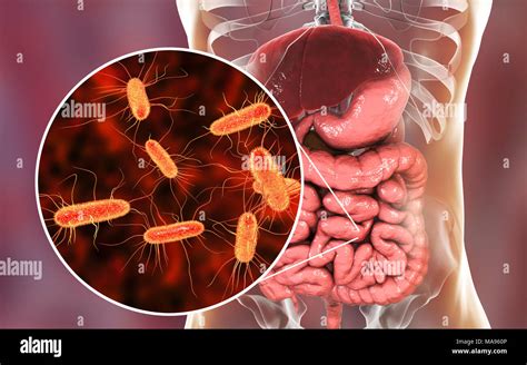 Escherichia Coli Bacteria Partes Fotograf As E Im Genes De Alta