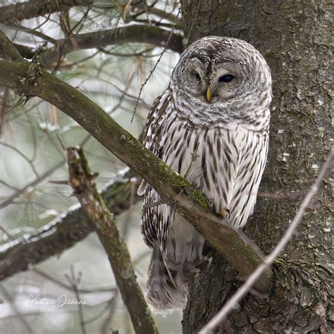 Chouette Rayée Strix Varia Barred Owl Ville De Québec Q Gaetan Dionne Flickr