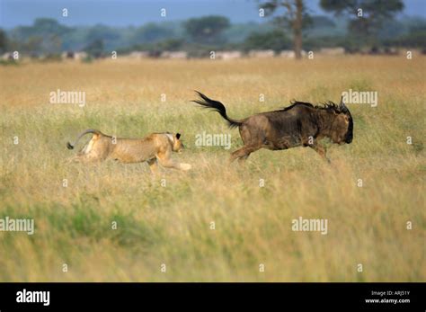 Lion chasing prey hi-res stock photography and images - Alamy