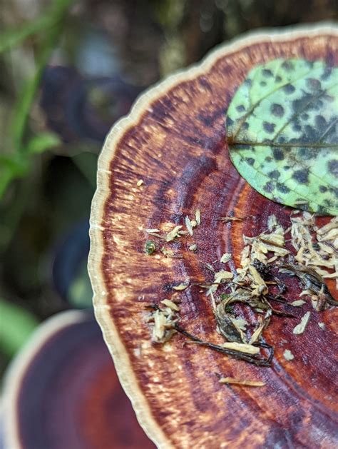 My Caterpillar Collection The Colourful Microporus Affinis Fungi In