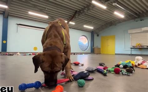 WATCH: Video of dogs selecting Christmas toys