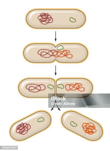 세균 세포 분열 Dna에 대한 스톡 벡터 아트 및 기타 이미지 Dna 분리 건강관리와 의술 Istock