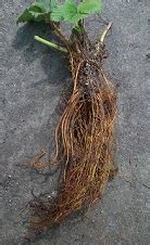 Ягода Клери "Kleri" ремонтантен сорт ягода