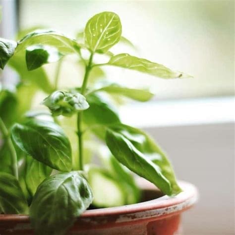 Basil: Herb of the Week · CommonWealth Holistic Herbalism