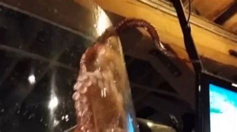 Octopus Tries To Escape Its Tank At Seattle Aquarium (VIDEO) | HuffPost ...