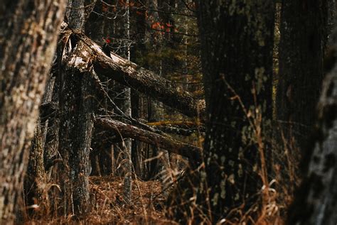 Andrew Potter Photo Blog Birds Of The Manistee Forest