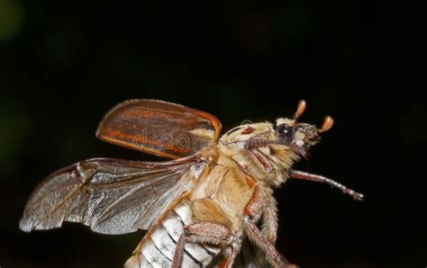 Brown Beetle Flying Stock Photo Image Of Beetle Insect 73190286