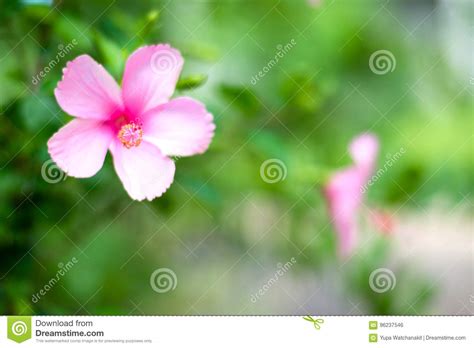 Flor Rosada Del Hibisco En Rama Foto De Archivo Imagen De Fresco