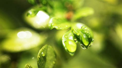 Wallpaper Leaves Depth Of Field Nature Grass Plants Water Drops