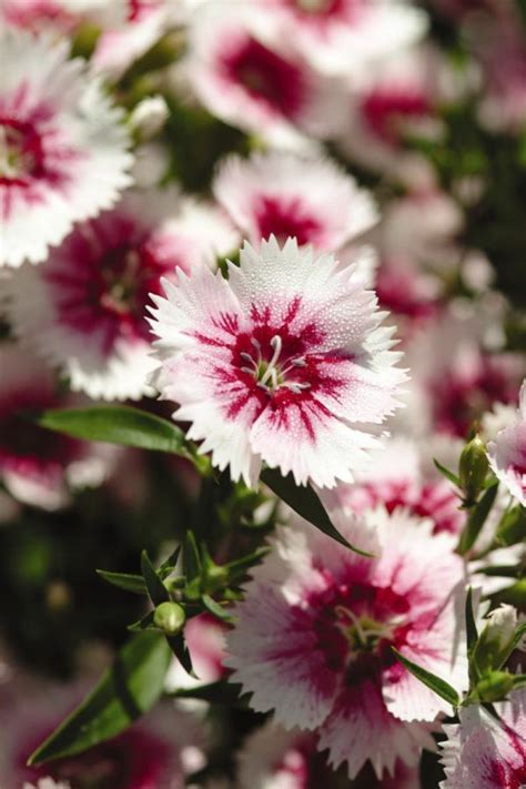 Dianthus Chin Ideal Select White Fire Muller Seeds