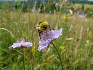 Biologische Vielfalt Entdeckungen In Deiner N He Umwelt Im