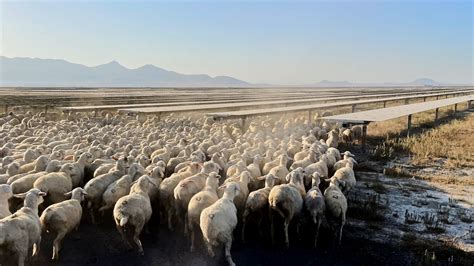 KONYA Avrupa nın en büyük güneş enerji santrali küçükbaş için