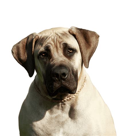 English Mastiff - What Dog Breed