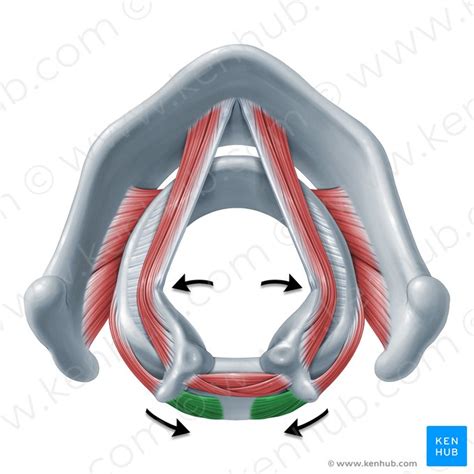 Posterior cricoarytenoid: origin, insertion and action | Kenhub