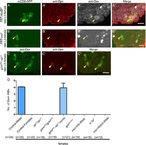 Dsx Tnb Apoptosis In Females Requires Abdb And Occurs Through Rhg Download Scientific Diagram