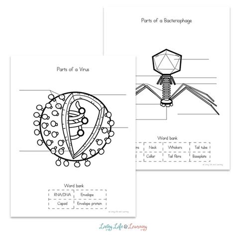 Are Viruses Alive Worksheet Printable Calendars At A Glance