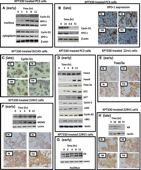 Molecular Arrangements Associated To Crm Inhibition A C Crm And