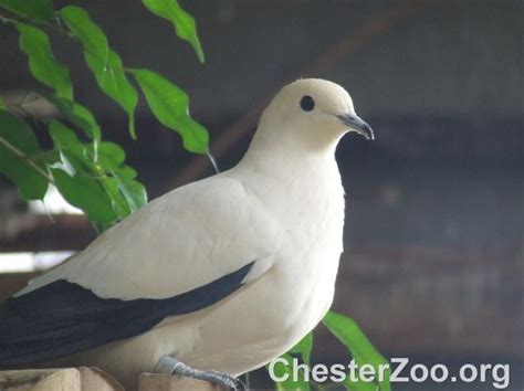 ¿cómo Se Mantienen Calientes Las Aves Silvestres En Invierno Greenlife