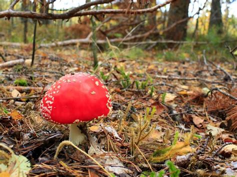 Premium Photo Beautiful Big Red Fly Agaric With Round Cap In The Forest