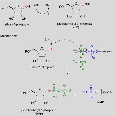 Phosphorylation Reaction Mechanism