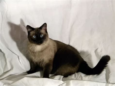 traditional siamese  applehead siamese breed comparison