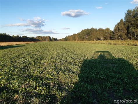 Poplon Zdj Cie Fotka Foto Numer Galeria Rolnicza Agrofoto