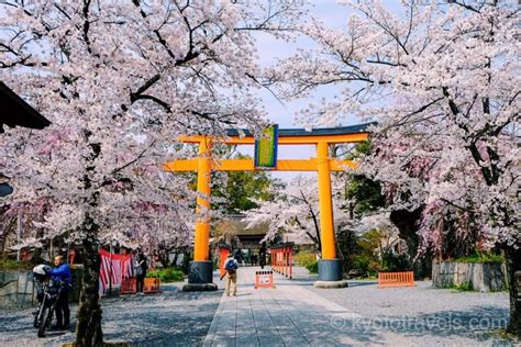 平野神社・仁和寺周辺の桜の名所 9選 京都のいろは