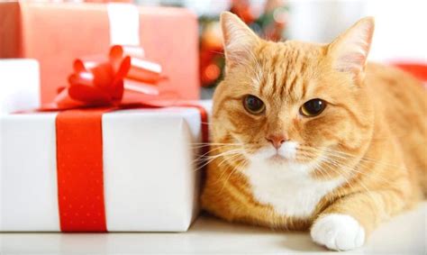 2020 Holiday T Guide Cat Ts For Your Feline Friend Shed Happens