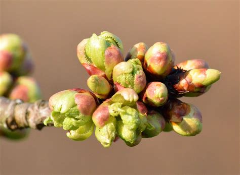 Free Images Tree Nature Branch Blossom Fruit Leaf Flower Food