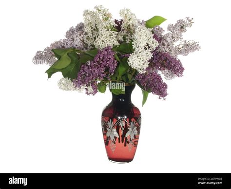 Branches Of Blooming Lilacs In A Glass Vase Isolated On A White