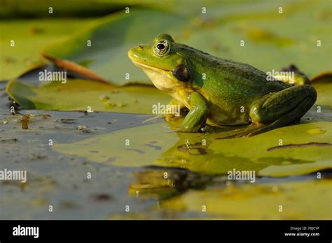 Pool Frog Rana Lessonae Sitting On Lily Pad Danube Delta Rewilding