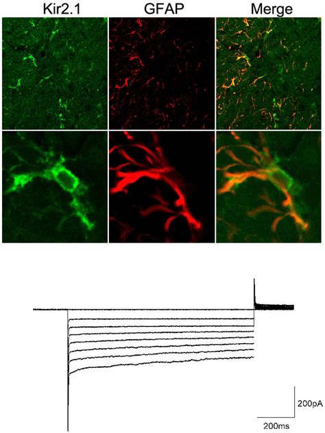 Identification Of The Cell Type Of Kir2 1 Channelexpressing Cells A