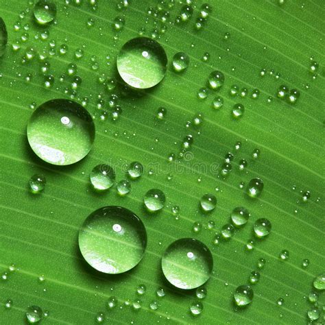 Collection 97 Pictures Water Droplets On A Leaf Updated