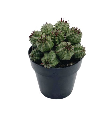 Euphorbia Suzannae Lazy Gardens