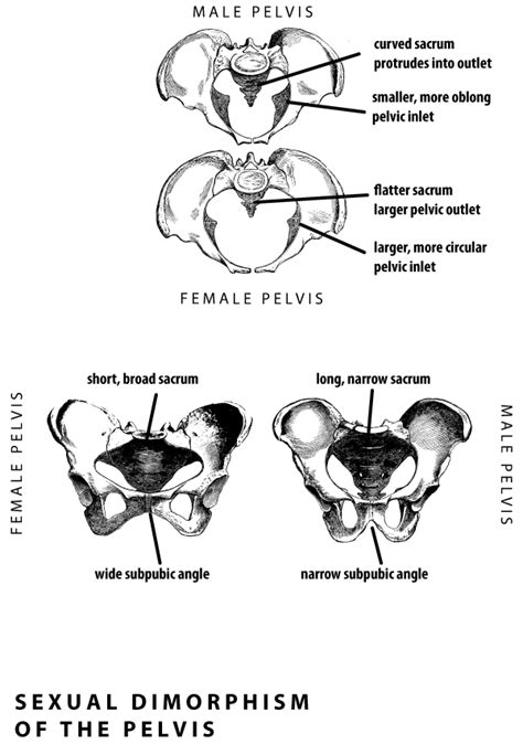 Human Anatomy What Is The Basis For The Determining Sex From Position