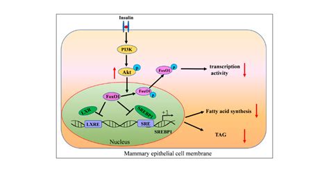 Foxo Knockdown Promotes Fatty Acid Synthesis Via Modulating Srebp