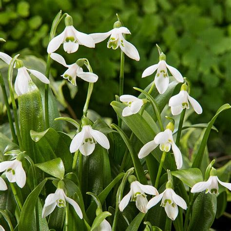 Snowdrops – Pinetree Garden Seeds