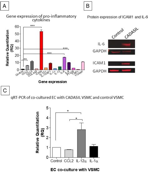 Qrt Pcr And Immunoblotting Analyses Of Icam 1 And Inflammatory Genes In