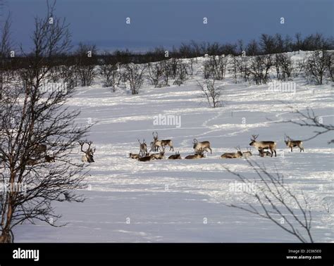 herd of reindeer Stock Photo - Alamy