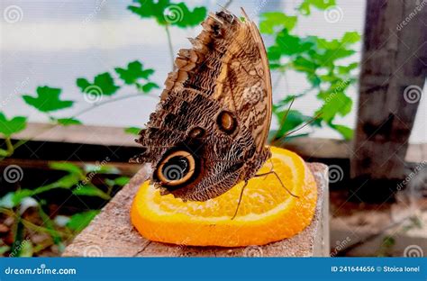 Butterfly Eating Fruit In The Butterfly House In Praid Romania Stock