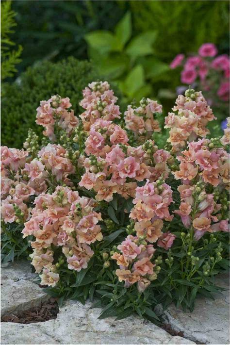 Antirrhinum Majus Floral Showers Wine Bicolour Muller Seeds