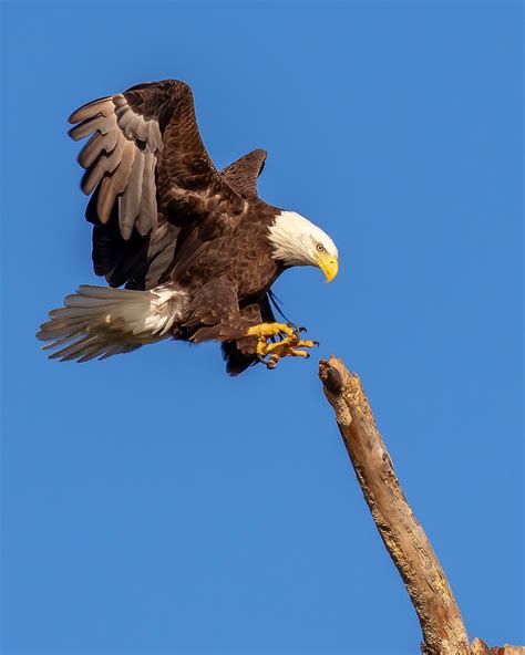 American Bald Eagle Landing A Photo On Flickriver